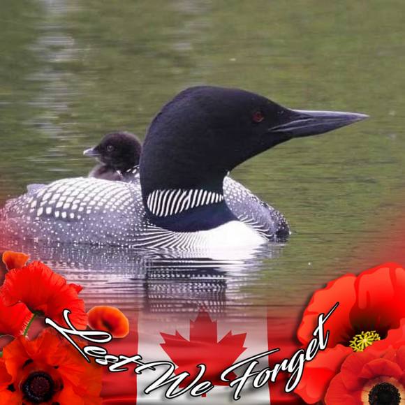 Meet your Posher, Terra - Picture 1 of 1